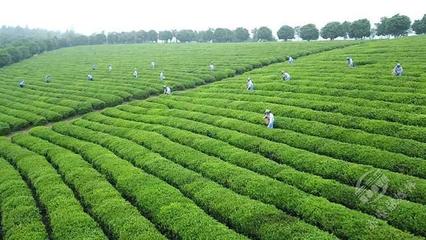 創新轉型，合作趕超 赤壁茶發集團引領區域茶企與農副產品銷售快速發展