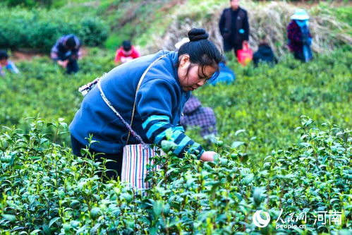 河南光山 綠葉子變“金葉子”，茶葉種植鋪就致富路